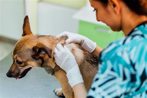 Dermatology for animals - Please call us with any enquiries or email us and we will get in touch. Phone: 1300 275 468. Email: team@skinvet.com.au. Address: 45 Hayward Street, Stafford, QLD, 4053. View map.